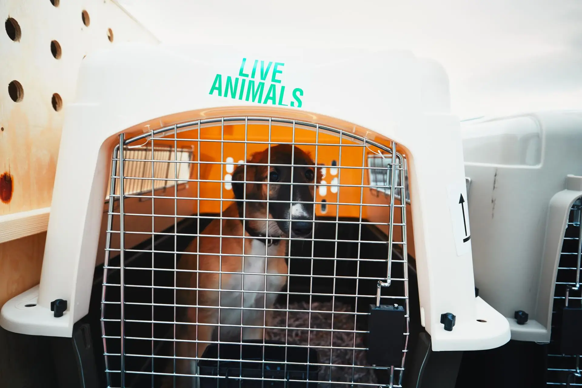 Live Animals